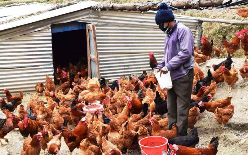 Small Poultry Businee.jpg