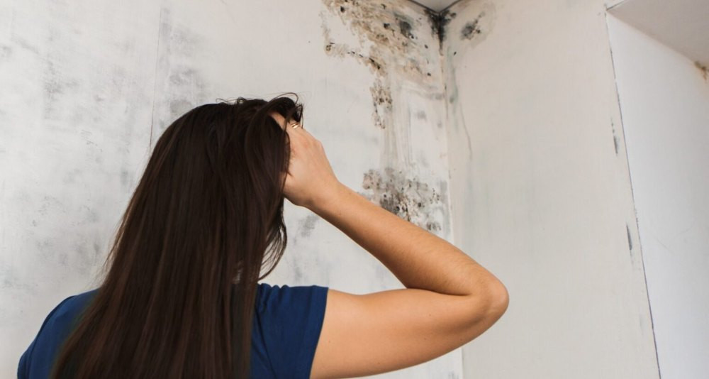 mold-fungus-cleaning-services.jpg