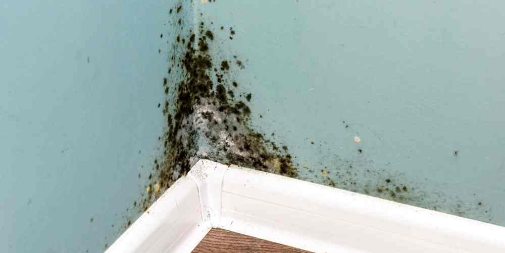 black-mould-on-wall-closeup-PEWRHB6-scaled.jpg