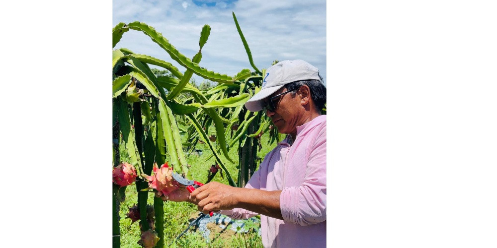 Dragon Fruit.jpg
