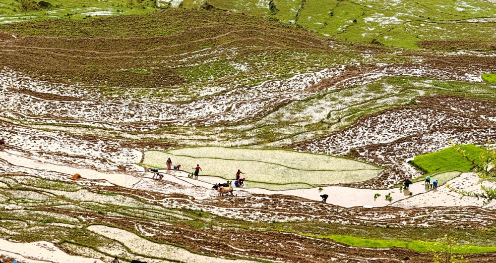 Dhan Ropai 1.jpg
