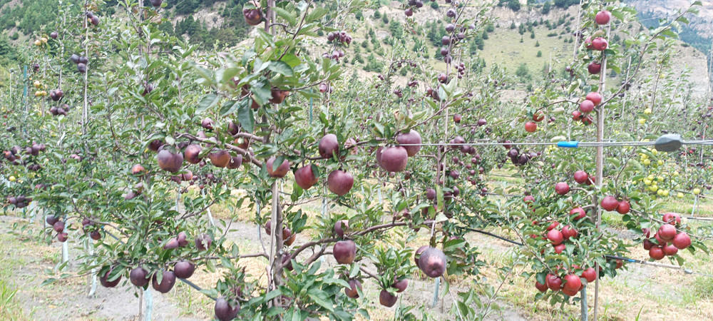 apple.jpg