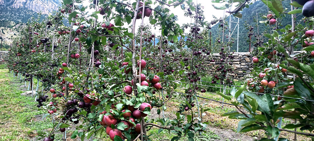 Applie jomsom.jpg