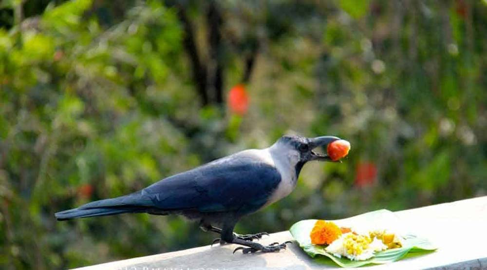 कार्तिक कृष्ण त्रयोदशीः आज काग तिहार मनाइँदै