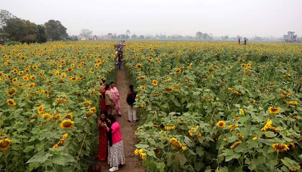 sunflower.jpg