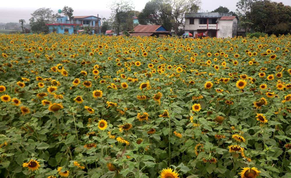 sunflower1.jpg