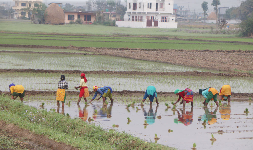 chaitha dhan1.jpg