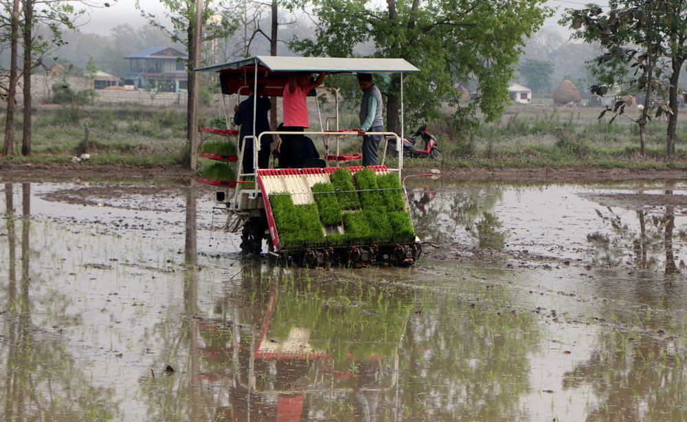 chaitha dhan4.jpg