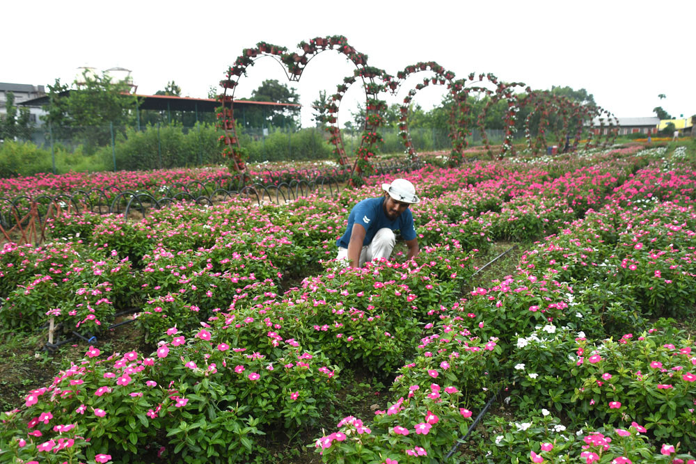 flower.jpg
