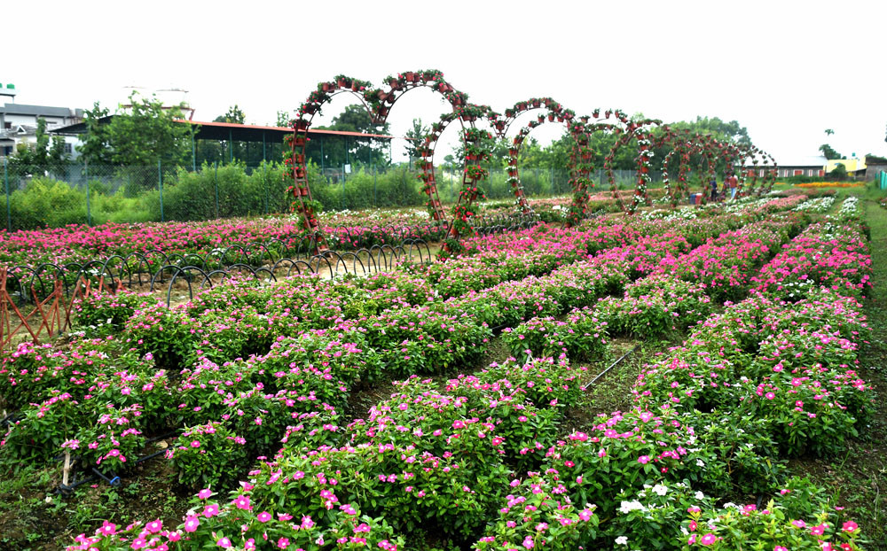 flower1.jpg
