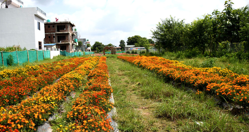 flower4.jpg