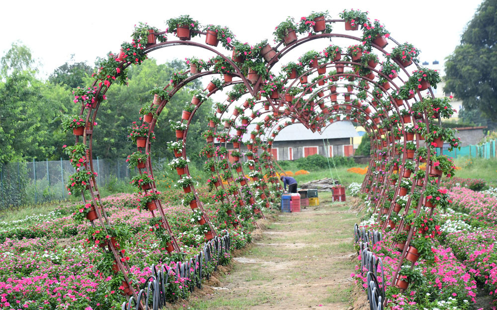flower2.jpg